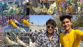 Birds Market February 13, 2022 Sunday Market ( Ravivari Bajar ) With @AhmedabadBudgieParrots ️