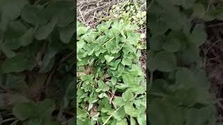 Полезная капуста кале или кэйл.Дикоросы..