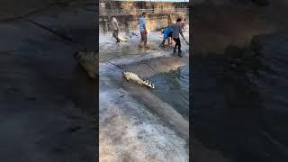 Animal DailyLife ! Group of crocodiles at farm, Working with crocodiles #Crocodile #short42