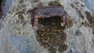 Northumbrian coastal foraging