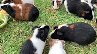 GUINEA PIGS no cages