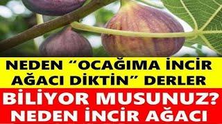 Evinize Yakın İncir Ağacı Varsa Dikkat BAKIN NEYE SEBEP OLUYORMUŞ!