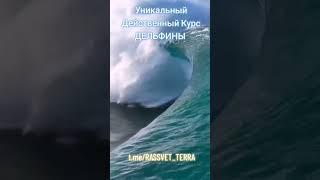 НОВОЕ ПРОБУЖДЕНИЕ ЧЕЛОВЕЧЕСТВА #КУРС ДЕЛЬФИНЫ РЕШАЙСЯ УЧАСТВОВАТЬ @novoe_probujdene_chelovchestva