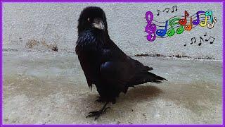 "Talking" Crow Chases and Catches Up with You! Unbelievable Footage. Must Watch!