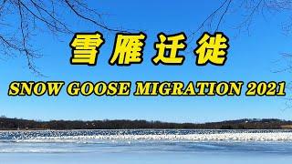 雪雁迁徙～Snow Goose Migration 2021