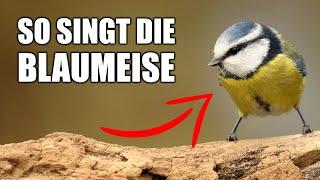 Blaumeise - Vogelstimmen lernen