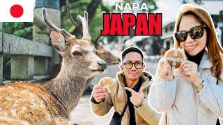 Nara Park: The Most Polite Deer in the World 