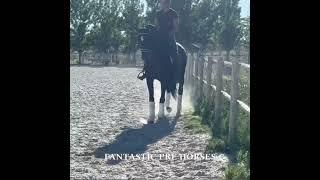  LANZ  Black beauty Lusitano pirofree