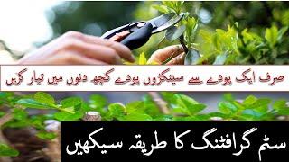 How to Grow plant with stem grafting in Pakistan & India|| How to Propagate Plants by Using Cuttings