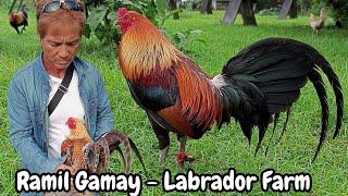 Ramil Gamay Beautiful Birds Big Farm In The Philippines - Labrador Farm