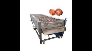 Industrial Brush Type Water Circulation Fruit Sweet Potatos Washing Machine