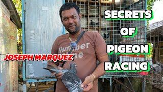SECRETS OF PIGEON RACING “ Joseph Marquez” Champion Fancier ng Laguna