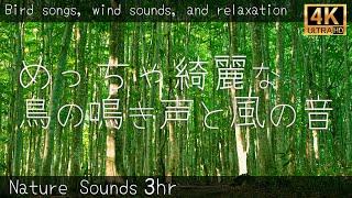 【めっちゃ綺麗な鳥のさえずりと風の音 自然音】鳥の鳴き声に癒される nature sounds 3hr Bird song 作業/集中/睡眠/リラックス 4K映像