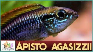 All About Apistogramma Agassizii - The Charming Dwarf Cichlid