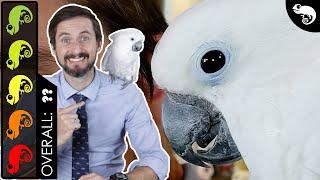 Cockatoo, The Best Pet Dinosaur?