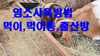 제 농장에 염소 건초,사료주는 방법,염소 먹이통 만드는 법,출산방,아기염소방의 필요성 등등 사육방법을 올립니다