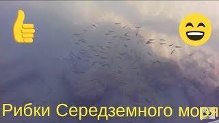 Риби Середземного моря