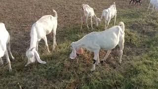 Amazing Goats New Video Village Info 2023