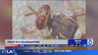 Invasive fruit flies force quarantine in Orange County