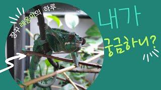 장꾸 카멜레온 레옹이를 소개합니다