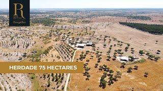 Herdade com 75 hectares no Alto Alentejo | Ref. 260