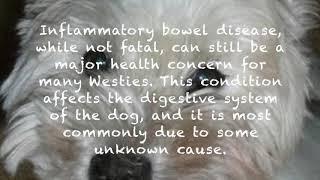 Top5 common westie health issues