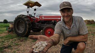 Growing Pumpkins from Seed