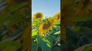 Sunflower @ Blakes farm