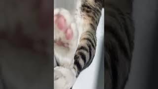 Cute cat                       lovely Mocha;)                      #Cats #cute videos #Mocha