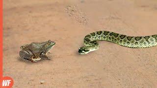 Snake Attacks Frog and Quickly Regrets It