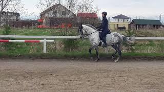 Figueiro improving piaffe under saddle