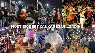 RINKU BHAI-NARKELDANGA MOST BIGGEST KANKAREJ UNLOADING FROM PATHAN CATTLE | LOADING & UNLOADING 2024