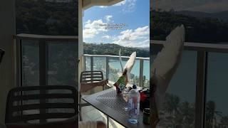 There’s a THEIF on Hamilton Island #hamiltonisland #funny #cockatoo #islandlife #holiday #vacation