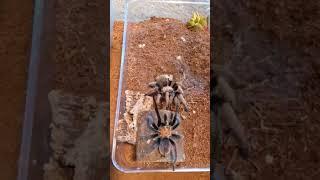 pairing of two Aphonopelma chalcodes