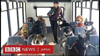 犬の「通勤バス」がSNSで話題に　米アラスカ州