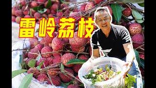 【潮菜叶飞】潮汕雷岭荔枝丰收：Picking Lychees