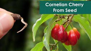 Germinating Cornelian Cherry Seeds