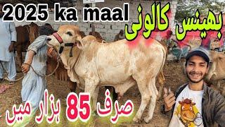 2025 Ka Maal |Bhains Colony cow mandi Karachi Cattle Rates Update 3-Jul-2024 | calf | cow