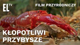 Kłopotliwi przybysze - film przyrodniczy