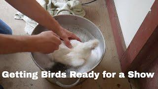 Bathing Chickens Before A Show