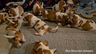 7 week old Basset Hound puppies 