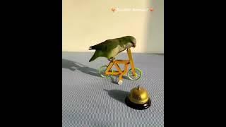 Circus Bird