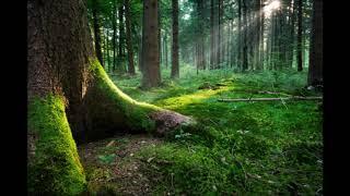 2 ore di suoni della natura - Relax - rumori del bosco