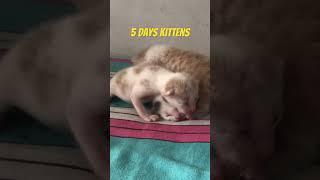 These kittens Born 5 days ago #kitten #newbornbaby #cats