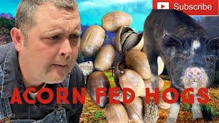 Acorn Fed Pigs - Free Hog Food Part 1