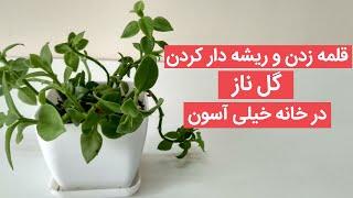 نحوه تکثیر گل نازیخی در خانه به دو روش