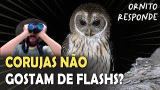 CORUJAS NÃO GOSTAM DE FLASHS? Ornitólogo Responde 64