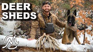 MULE DEER SHEDS IN ROUGH TERRAIN!