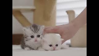 These Tiny Kittens Are Too Cute to Handle! 