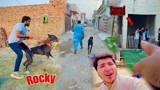 Samad Pets Vlog Ka Bully Dog Utha Lea 